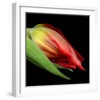 tulip-Magda Indigo-Framed Photographic Print