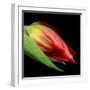 tulip-Magda Indigo-Framed Photographic Print