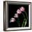 tulip-Magda Indigo-Framed Photographic Print