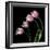 tulip-Magda Indigo-Framed Photographic Print