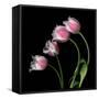 tulip-Magda Indigo-Framed Stretched Canvas