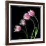 tulip-Magda Indigo-Framed Photographic Print