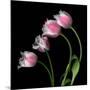 tulip-Magda Indigo-Mounted Photographic Print