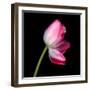 tulip-Magda Indigo-Framed Photographic Print