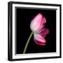 tulip-Magda Indigo-Framed Photographic Print