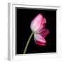 tulip-Magda Indigo-Framed Photographic Print