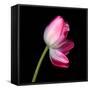 tulip-Magda Indigo-Framed Stretched Canvas