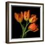 tulip-Magda Indigo-Framed Photographic Print