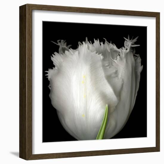 tulip-Magda Indigo-Framed Photographic Print