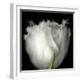 tulip-Magda Indigo-Framed Photographic Print