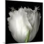 tulip-Magda Indigo-Mounted Photographic Print
