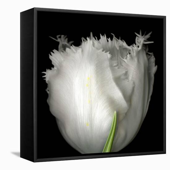 tulip-Magda Indigo-Framed Stretched Canvas