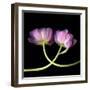 tulip-Magda Indigo-Framed Photographic Print