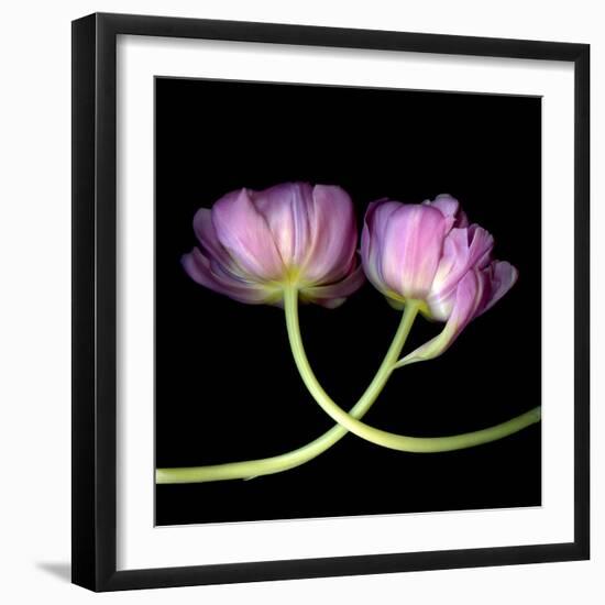 tulip-Magda Indigo-Framed Photographic Print