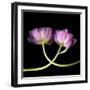 tulip-Magda Indigo-Framed Photographic Print