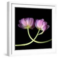 tulip-Magda Indigo-Framed Photographic Print