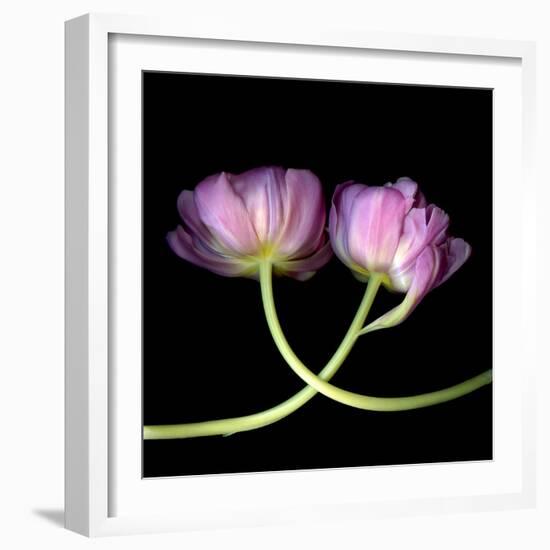 tulip-Magda Indigo-Framed Photographic Print