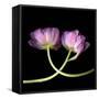 tulip-Magda Indigo-Framed Stretched Canvas