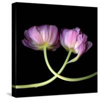 tulip-Magda Indigo-Stretched Canvas