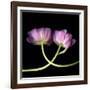 tulip-Magda Indigo-Framed Photographic Print