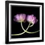 tulip-Magda Indigo-Framed Photographic Print