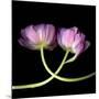 tulip-Magda Indigo-Mounted Photographic Print