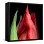 \tulip-Magda Indigo-Framed Stretched Canvas