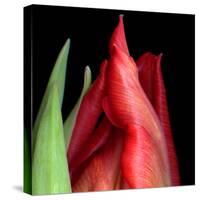 \tulip-Magda Indigo-Stretched Canvas