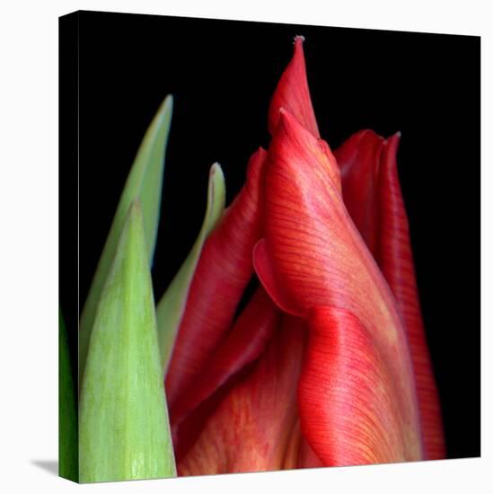 \tulip-Magda Indigo-Stretched Canvas