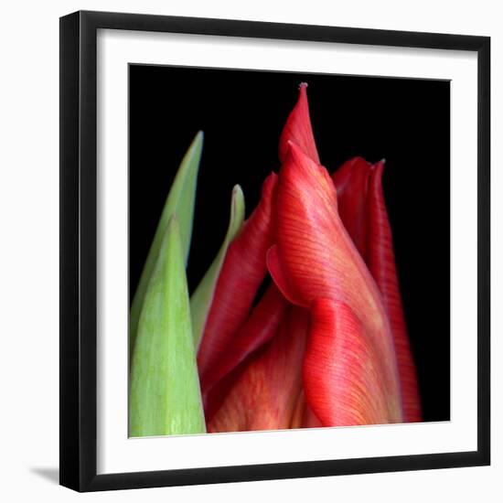 \tulip-Magda Indigo-Framed Photographic Print