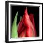 \tulip-Magda Indigo-Framed Photographic Print