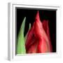 \tulip-Magda Indigo-Framed Photographic Print