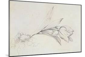 Tulip-Albert Williams-Mounted Giclee Print