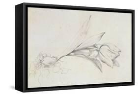 Tulip-Albert Williams-Framed Stretched Canvas