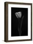 Tulip-Lotte Gronkjar-Framed Photographic Print