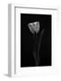 Tulip-Lotte Gronkjar-Framed Photographic Print