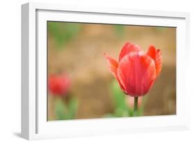 Tulip-Julie Fain-Framed Art Print