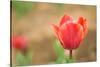 Tulip-Julie Fain-Stretched Canvas