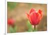 Tulip-Julie Fain-Framed Art Print