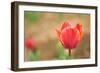 Tulip-Julie Fain-Framed Premium Giclee Print