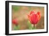 Tulip-Julie Fain-Framed Premium Giclee Print