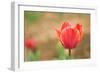 Tulip-Julie Fain-Framed Premium Giclee Print