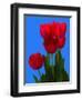 Tulip-George Oze-Framed Photographic Print