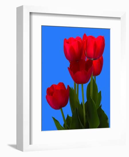 Tulip-George Oze-Framed Photographic Print