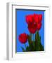 Tulip-George Oze-Framed Photographic Print