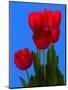 Tulip-George Oze-Mounted Photographic Print