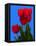 Tulip-George Oze-Framed Stretched Canvas