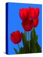 Tulip-George Oze-Stretched Canvas