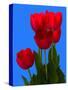 Tulip-George Oze-Stretched Canvas