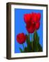 Tulip-George Oze-Framed Photographic Print